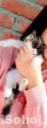 Parsian mixed High quality calico kitten